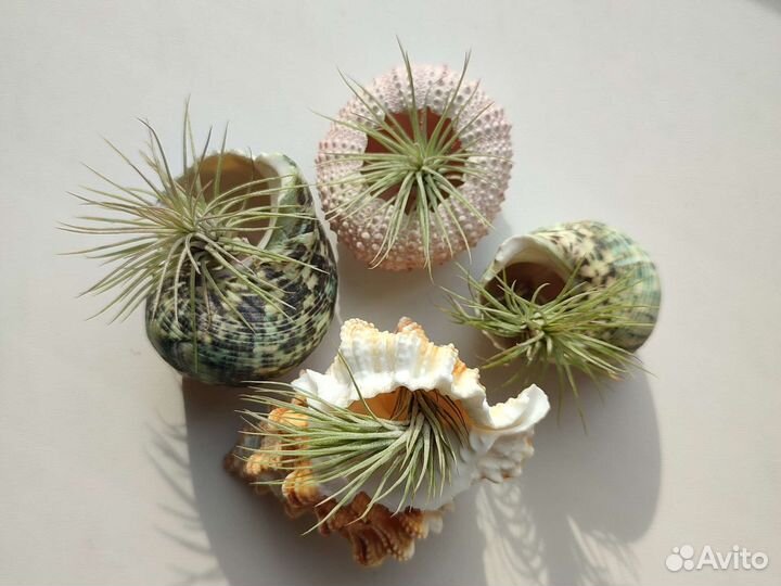 Тилландсия атмосферная фанкиана