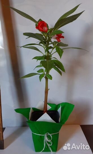 Цветы в подарок. Бальзамин (огонёк)