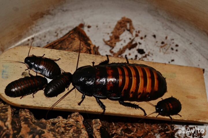 Сверчки,тараканы,зофобас,мучник,дрозофила,бражник