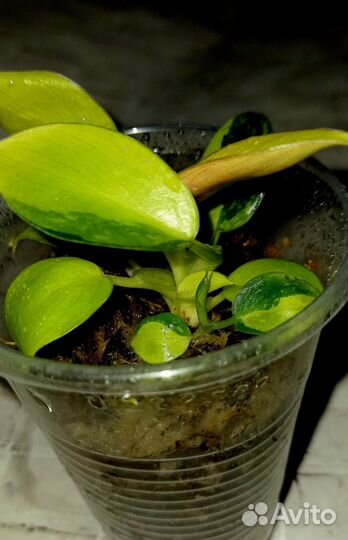 Филодендрон конго грин марбл