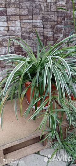 Комнатные цветы