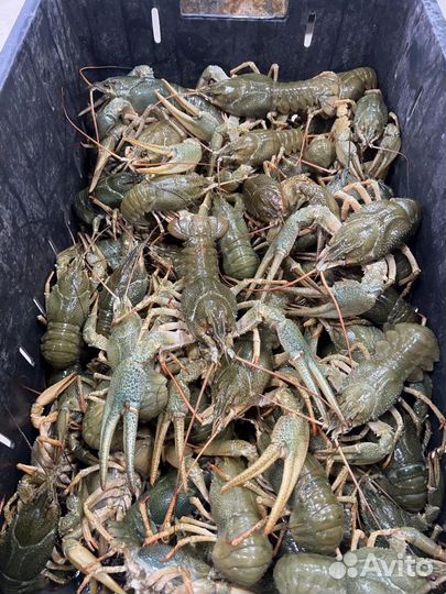Раки Маныч