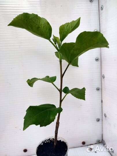 Сортовые гибискусы