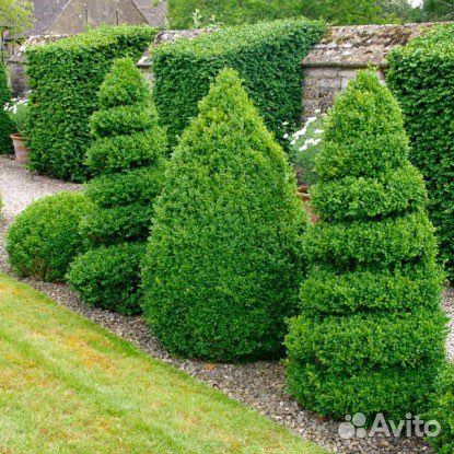 Самшит (Буксус), вечнозеленые кустарники