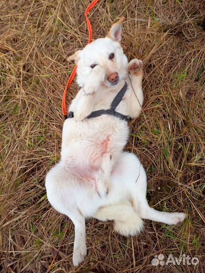 Собака в добрые руки