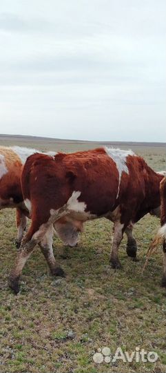 Бык симментал