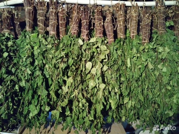 Березовые веники для бани