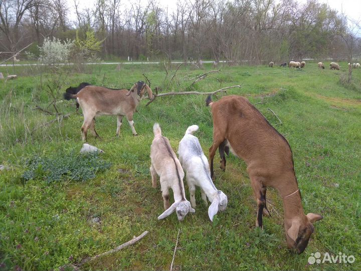 Козье молоко и сыр