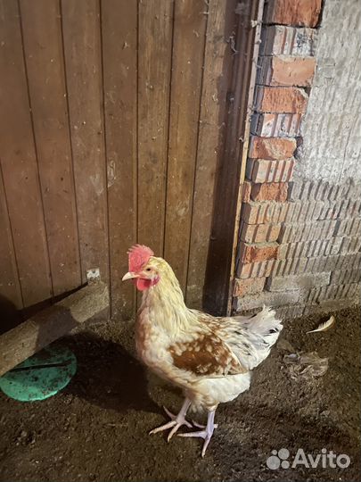 Продам петуха