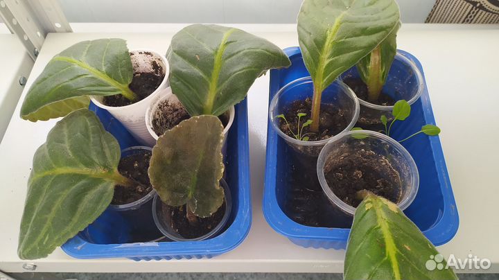 Комнатные цветы