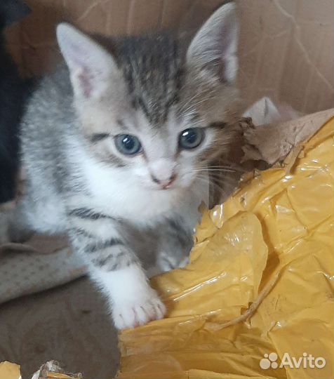 Отдам котёнка. Мальчик. Доставка