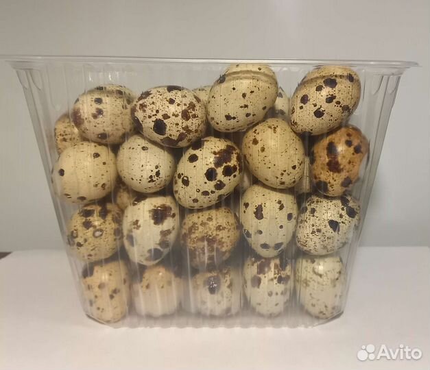 Домашние куриные и перепелиные яйца