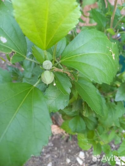 Куст Гебискуса