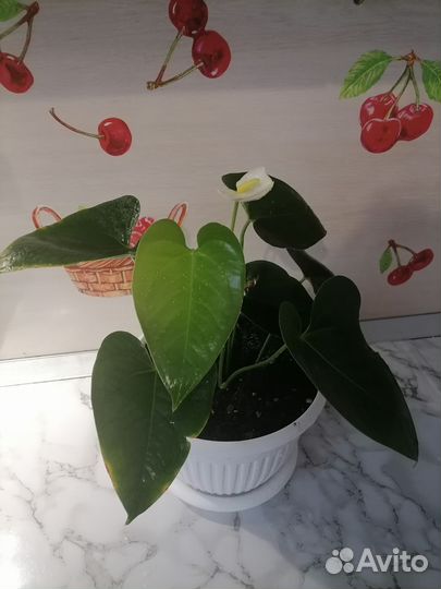 Комнатные цветы антуриум