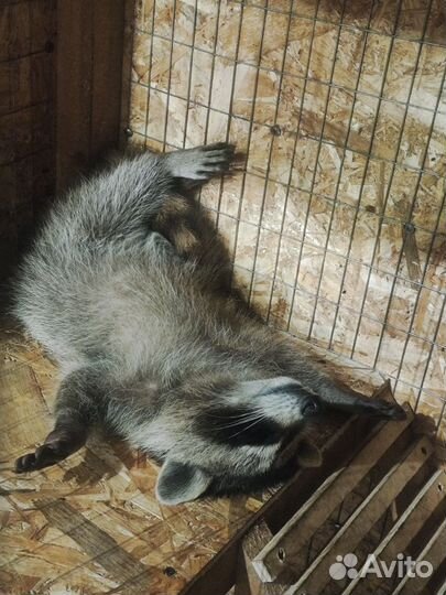 Енот полоскун