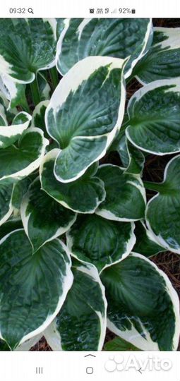 Хоста Карин