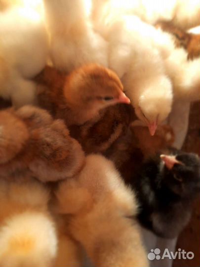 Цыплята цветные бройлеры Сассо, мясо яйца