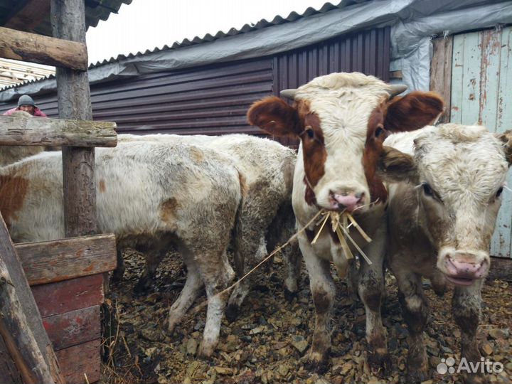 Быки симменталы