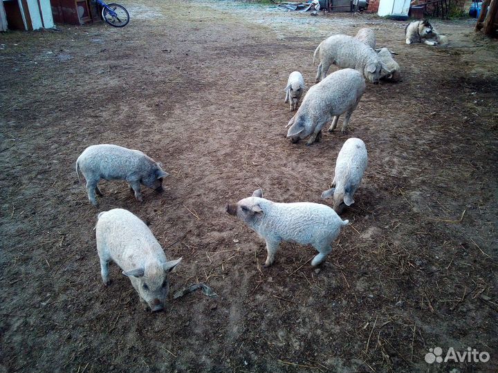 Венгерская мангалица