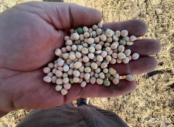 Доставка Пшеница фураж