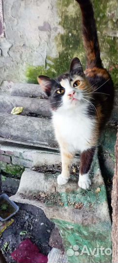 Отдам в добрые руки