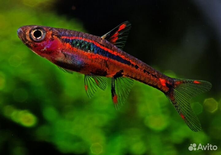 Расборы 7 видов