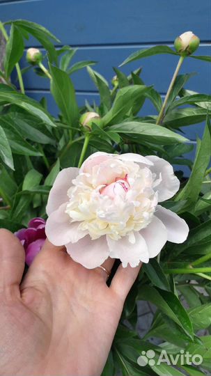 Пионы травянистые корневища