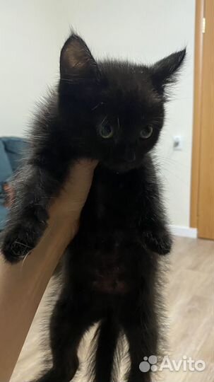 Кошка в дар бесплатно