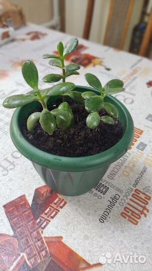 Толстянка(денежное дерево)