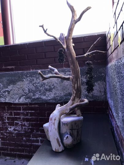 Для птиц и попугаев