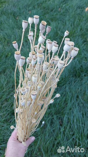 Сухоцветы отбеленые