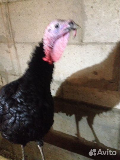 Семья индюков