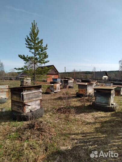 Продаются пчелы с ульем