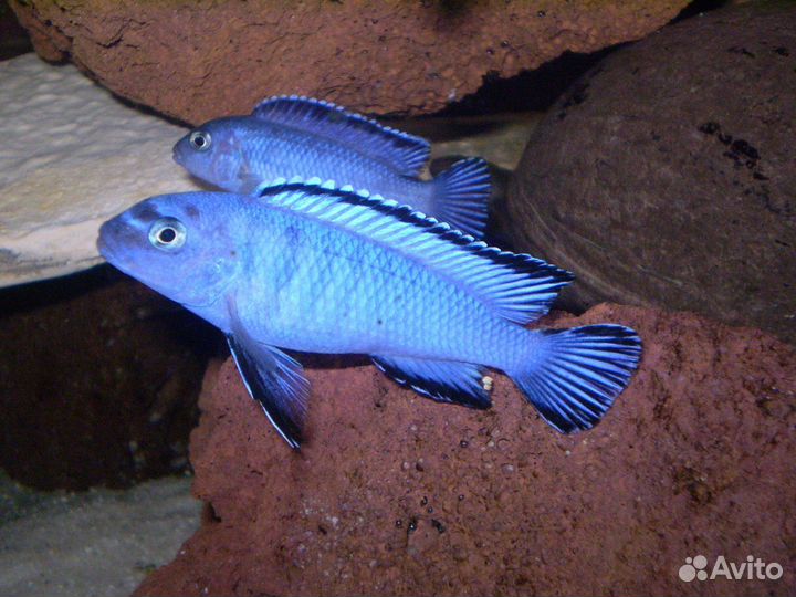 Псевдотрофеус пиндани, Принцесса Бурунди,анцитрус