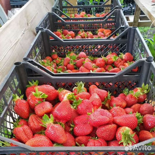 Клубника ягода