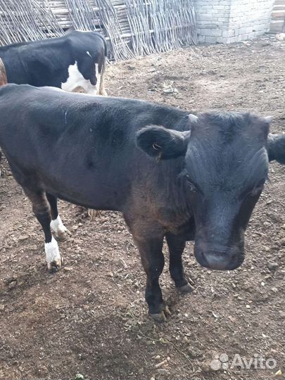 Корова с бычком