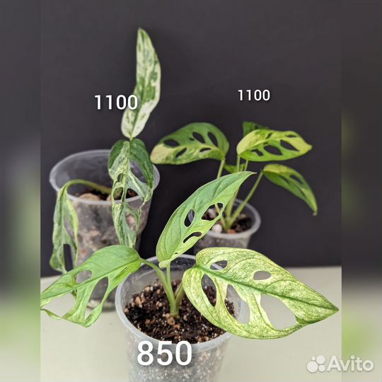 Монстера Адансони с белым варом