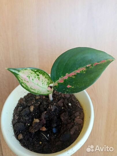 Аглаонема Boonsetthi