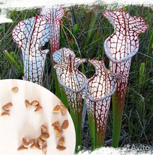 Семена Саррацении микс сортов