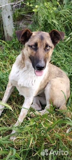 Особенная собака в добрые руки бесплатно