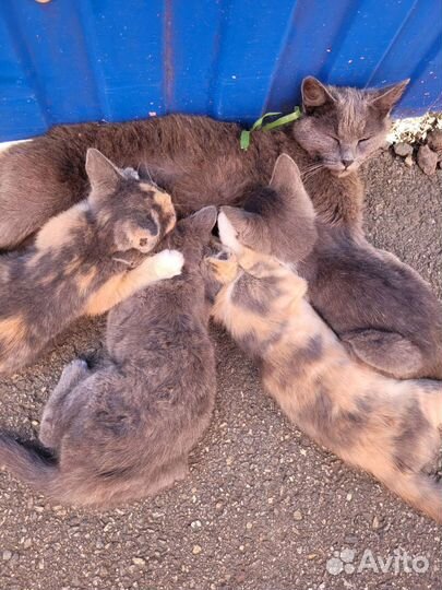Отдам бесплатно котят в хорошие руки