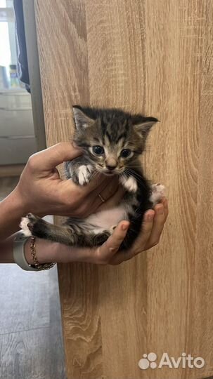 Серый пушистый котенок