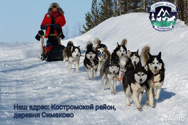 Зимняя программа с катанием на хаски