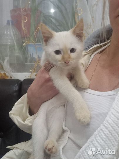 Котик
