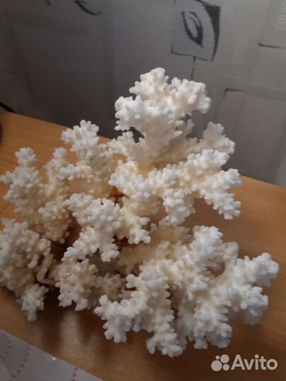 Корал.ветка,крупная.Пещеры/домики Индийс.океан