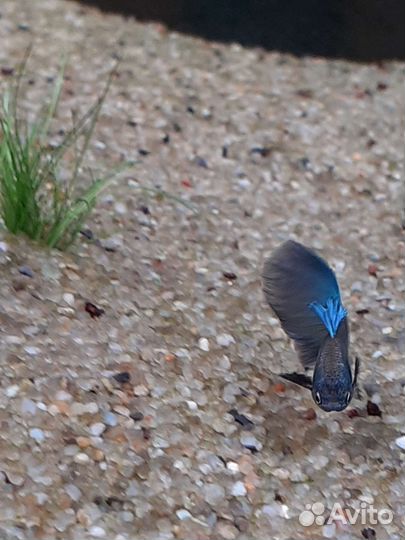 Рыба,аквариум