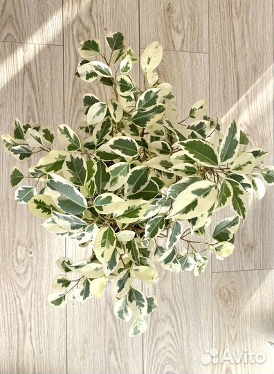 Черенки фикусов сафари, твайлайт и др