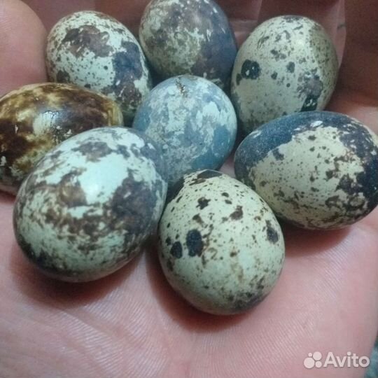 Яйца перепелиные