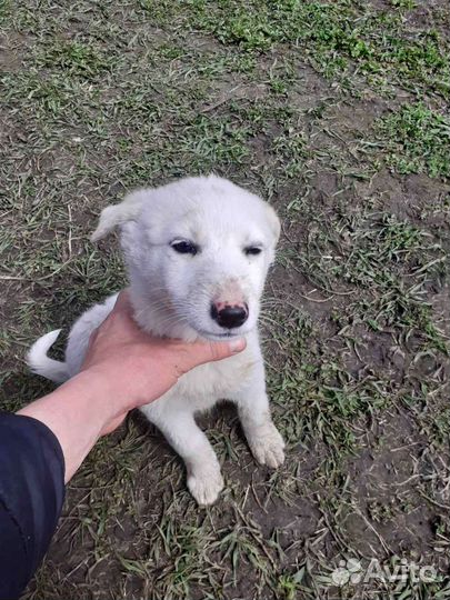 Собаки в дар бесплатно