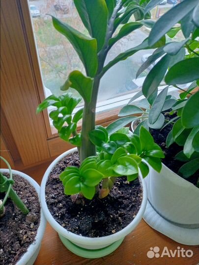 Замиокулькас зензи жук